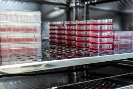 TCE In Vitro Evaluation Platform: Comprehensive Assessment from Target Engagement to Tumor Cell Killing